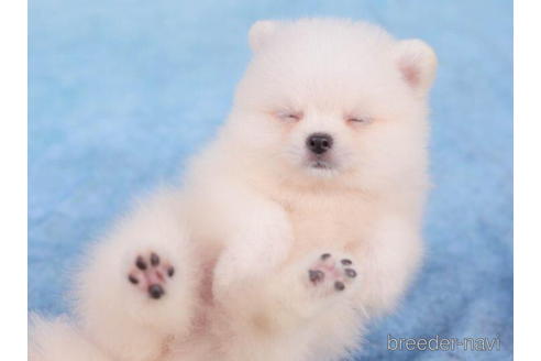 成約済の東京都のポメラニアン-200306の5枚目